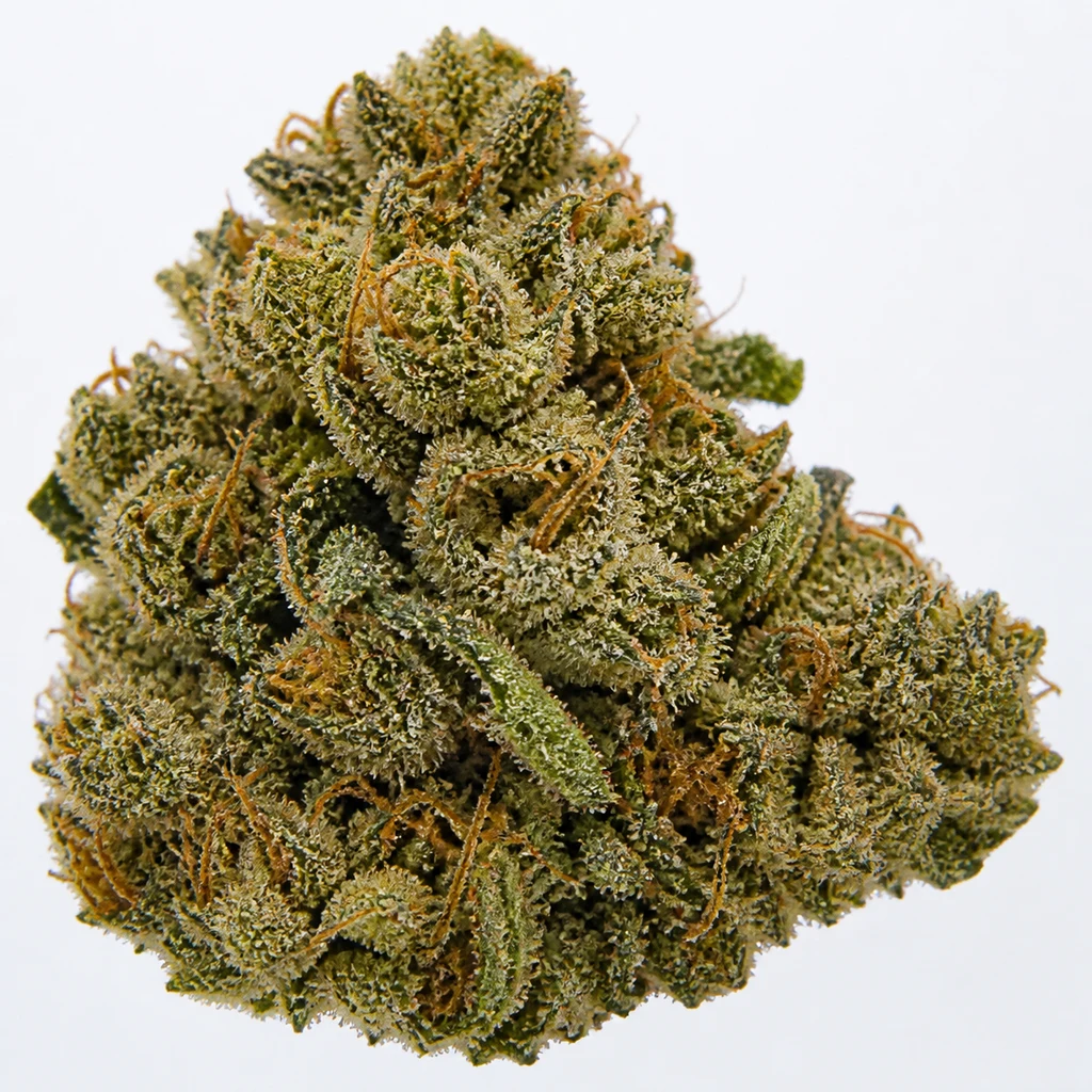 Ilustración de un cogollo para la ficha de Grease Monkey Feminizada de Spain Seeds, con hojas verdes, tricomas y filamentos anaranjados.