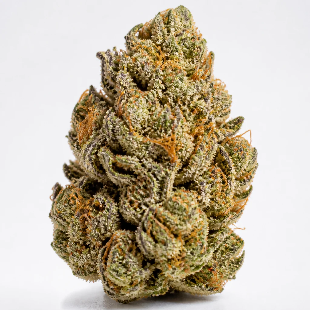 Ilustración de un cogollo verde con tonos morados y filamentos naranjas para la ficha de Watermelon Zkittlez Auto – Barney's Farm.