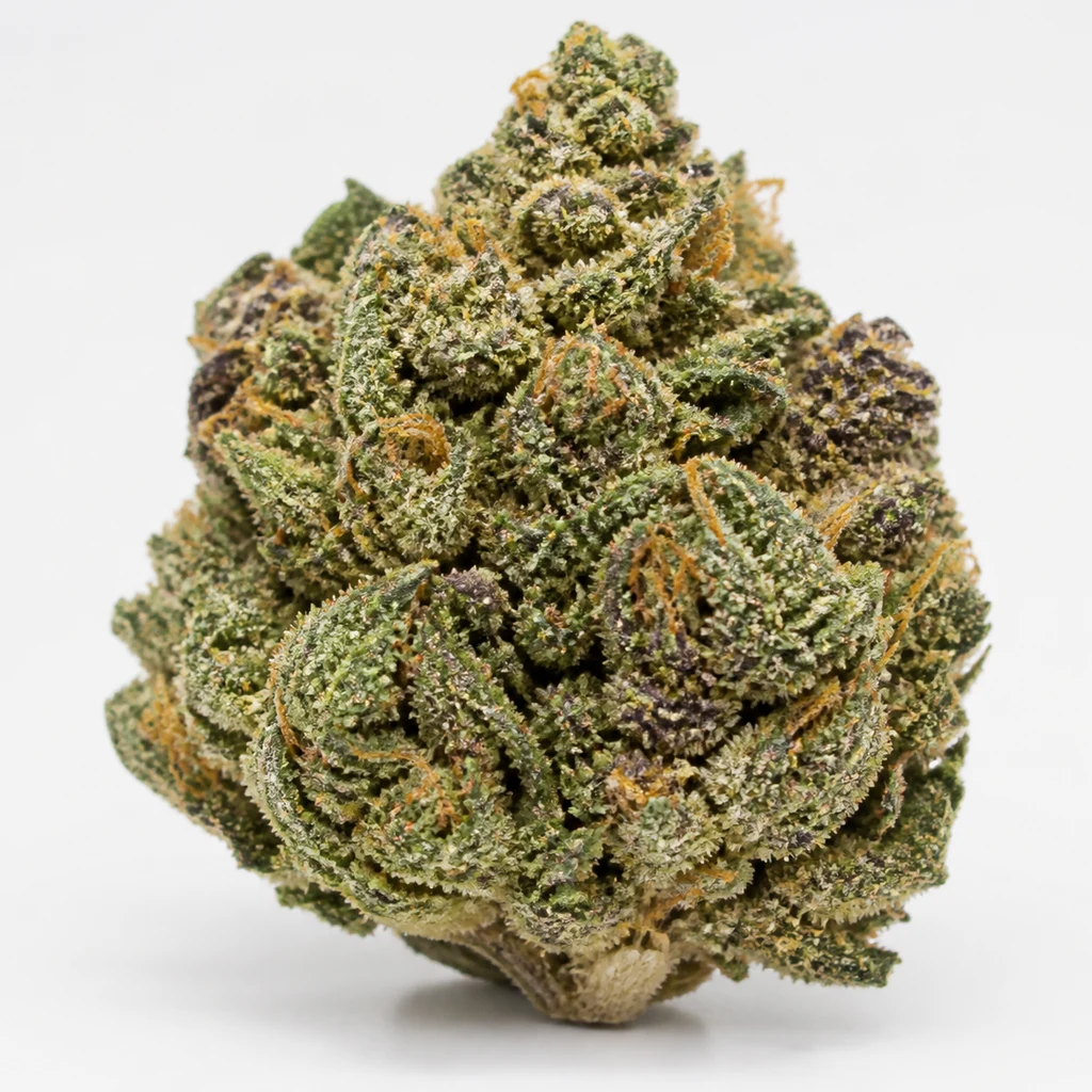 Ilustración de un cogollo verde con zonas violetas y filamentos naranjas para la ficha de Gorilla Kingdom Rainbow Feminizada de BSF Seeds.