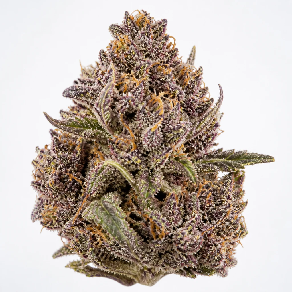 Ilustración de un cogollo para la ficha de Purple Feminizada de Pyramid Seeds, con tonos morados, hojas verdes y pistilos anaranjados.