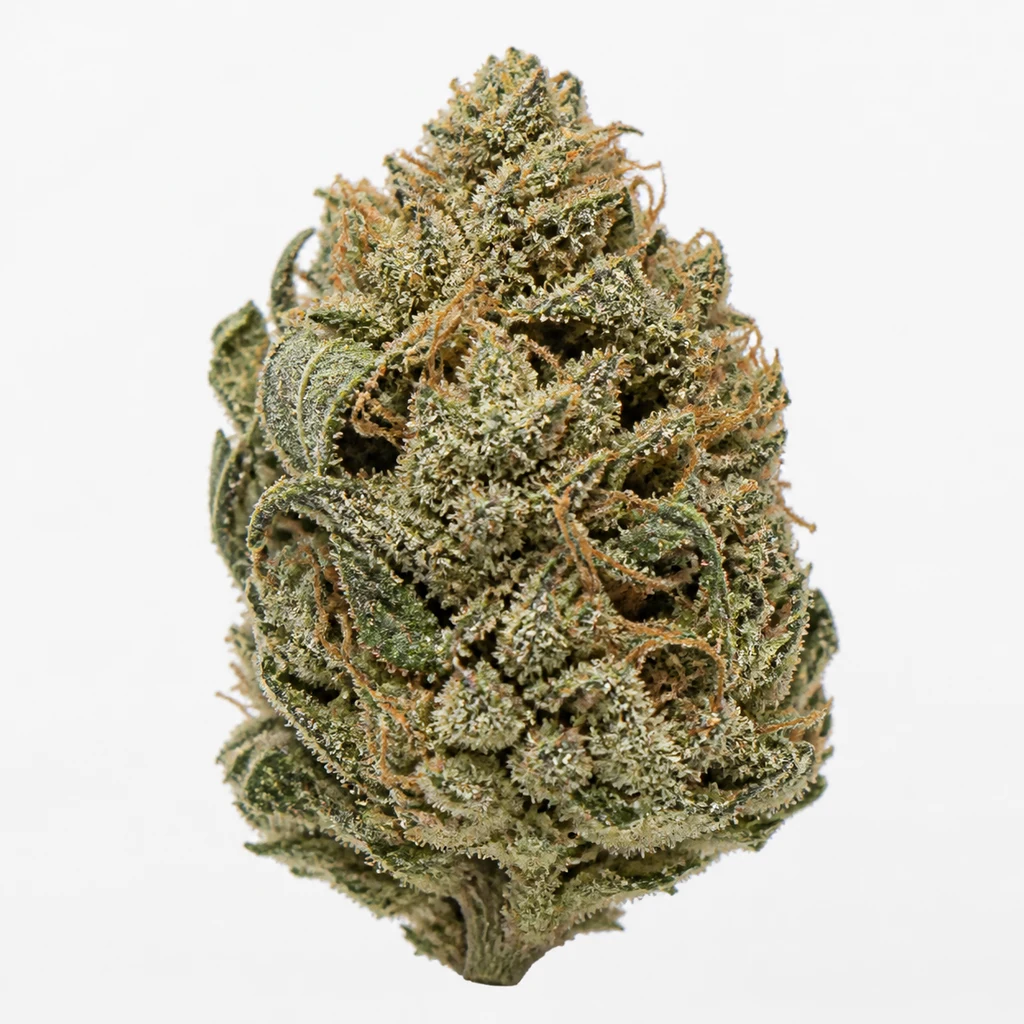 Ilustración de un cogollo verde con filamentos anaranjados y superficie resinosa para la ficha de Super Glue Feminizada de Spain Seeds.