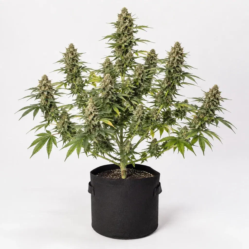 Ilustración de una planta de cannabis con flores densas y maceta negra para la ficha de Apricot Candy Feminizada de Paradise Seeds.