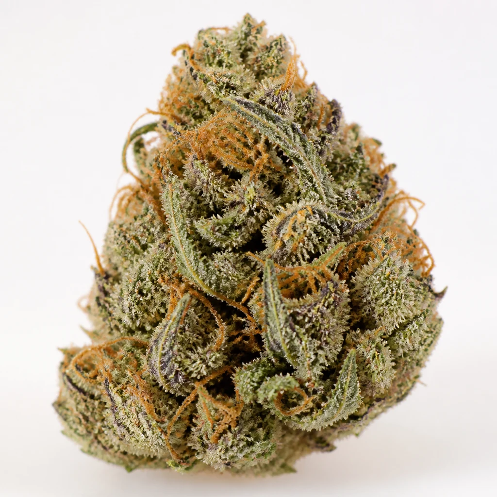 Ilustración de un cogollo verde con tonos morados y pistilos naranjas para la ficha de Aloha OG Feminizada de Sensi Seeds.