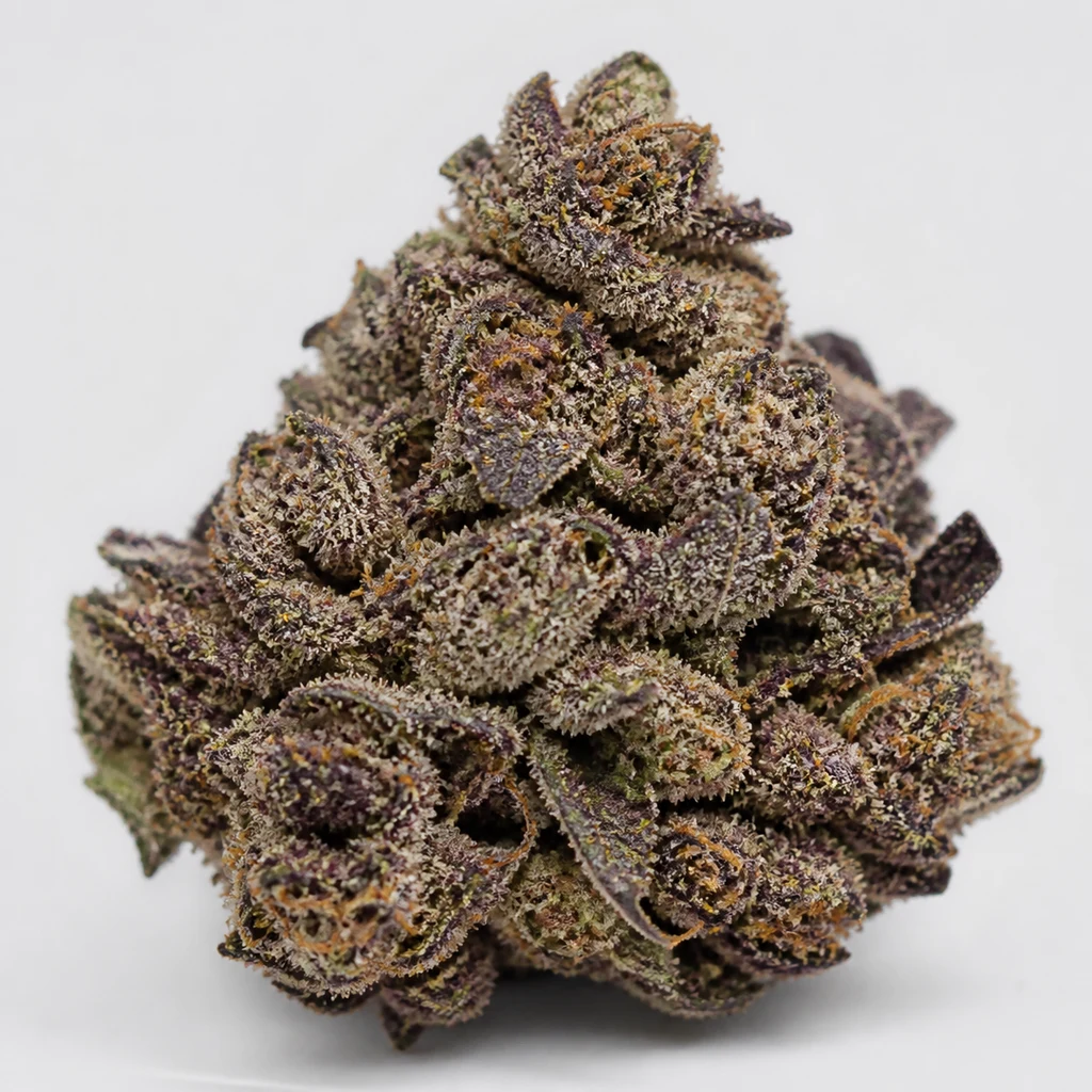 Ilustración de un cogollo con tonos morados y verdes y pistilos anaranjados para la ficha de Apollo Black Cherry Feminizada.