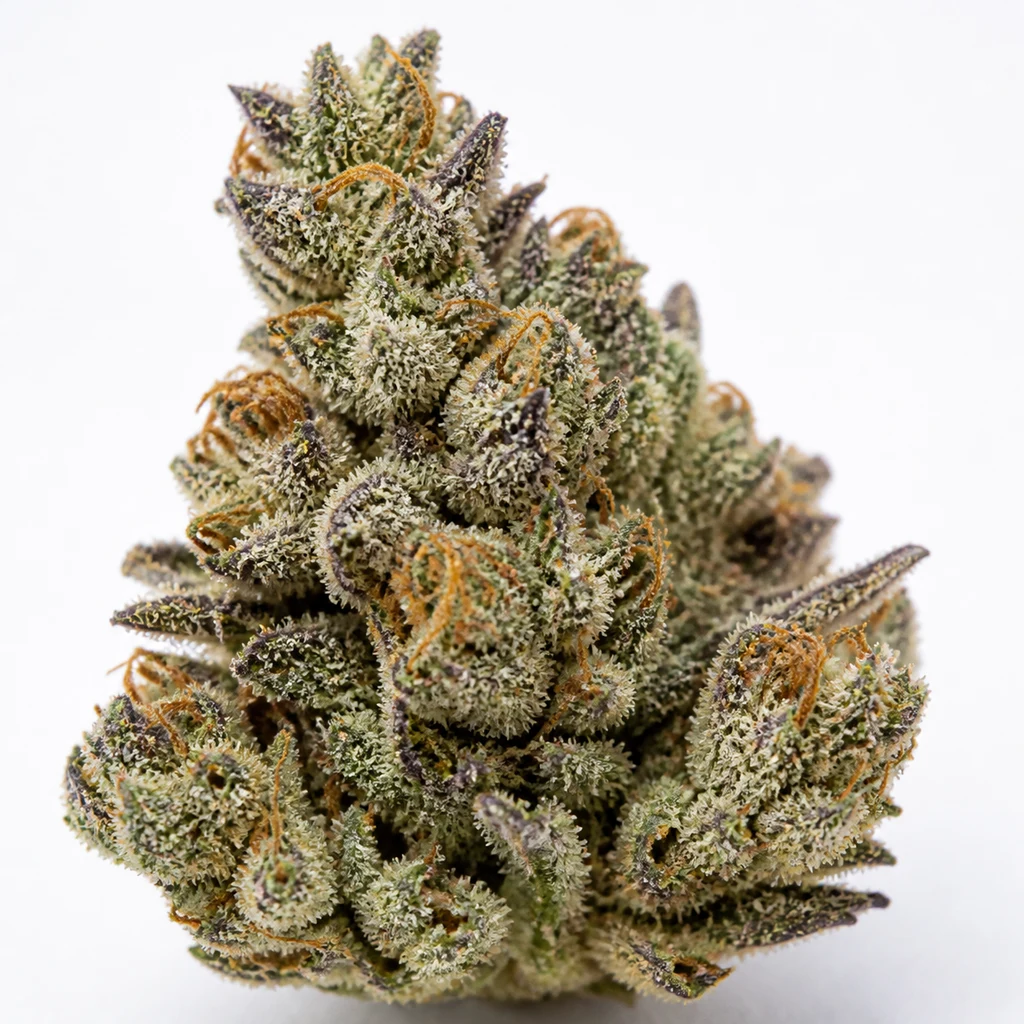 Ilustración de un cogollo con hojas puntiagudas moradas y verdes para la ficha de Runtz Fast Flowering Feminizada de Humboldt Seeds Organization.