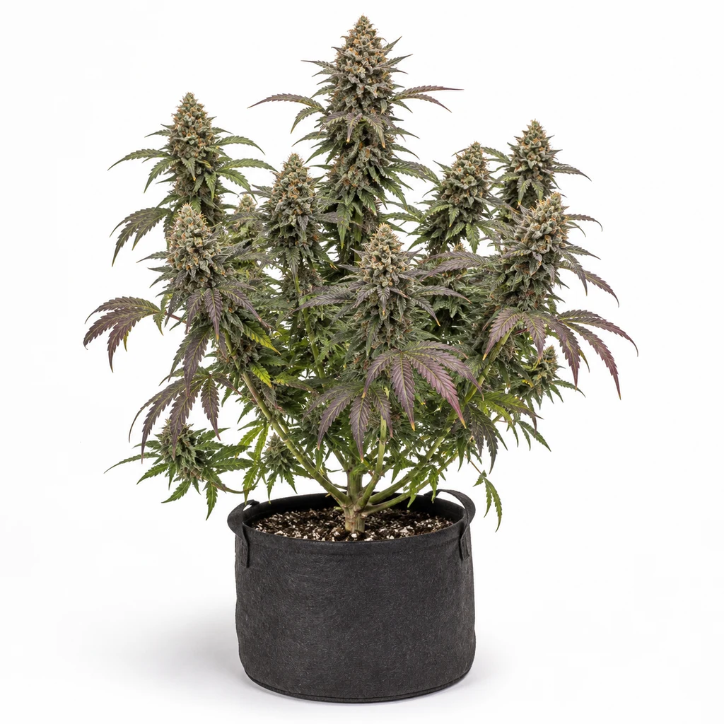 Ilustración de planta en floración con hojas verdes y moradas en maceta para la ficha de Sweet Cherry Kush Feminizada de Sensi Seeds.