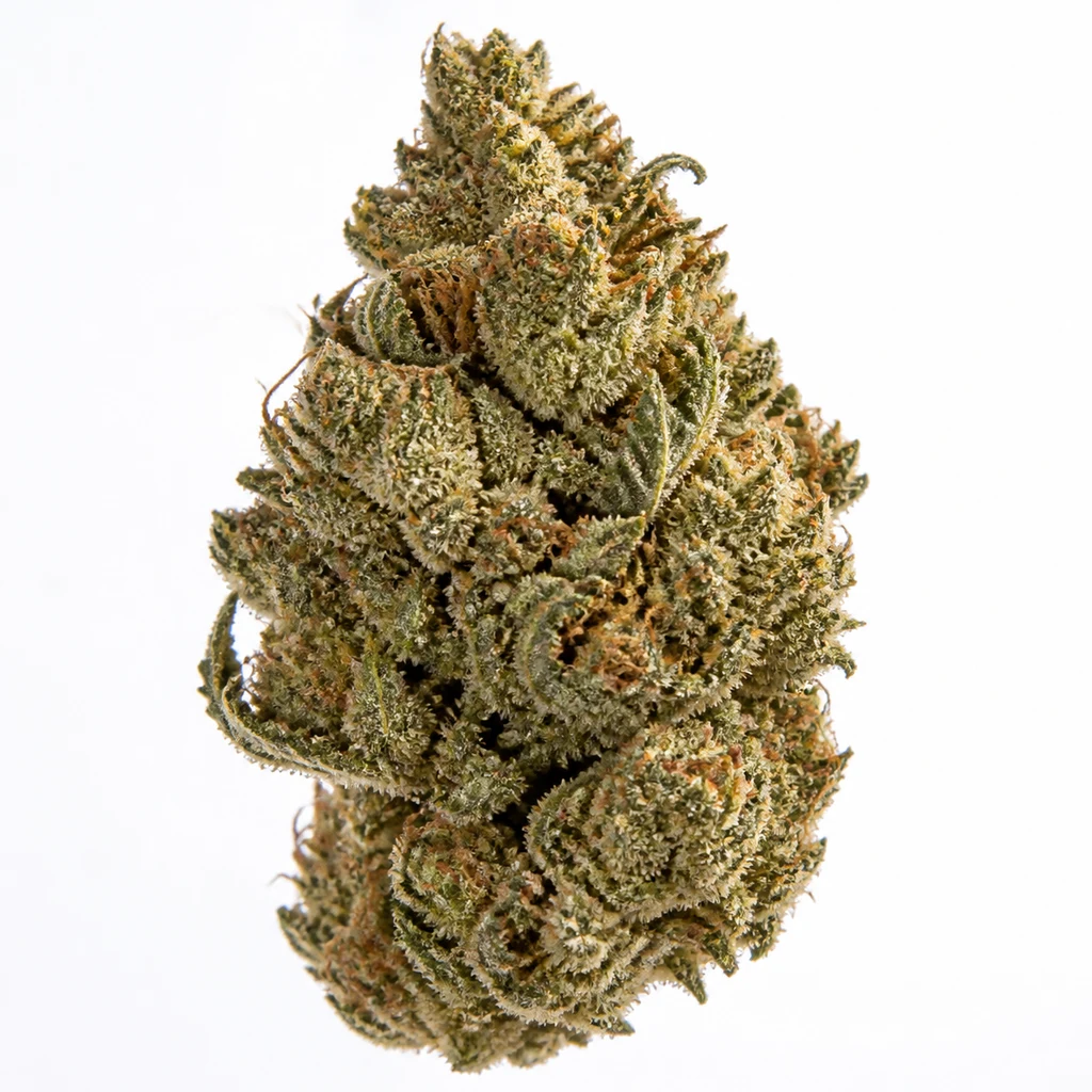 Ilustración de un cogollo verde con filamentos anaranjados y superficie resinosa para la ficha de Northern Lights Regular de PEV Seeds.