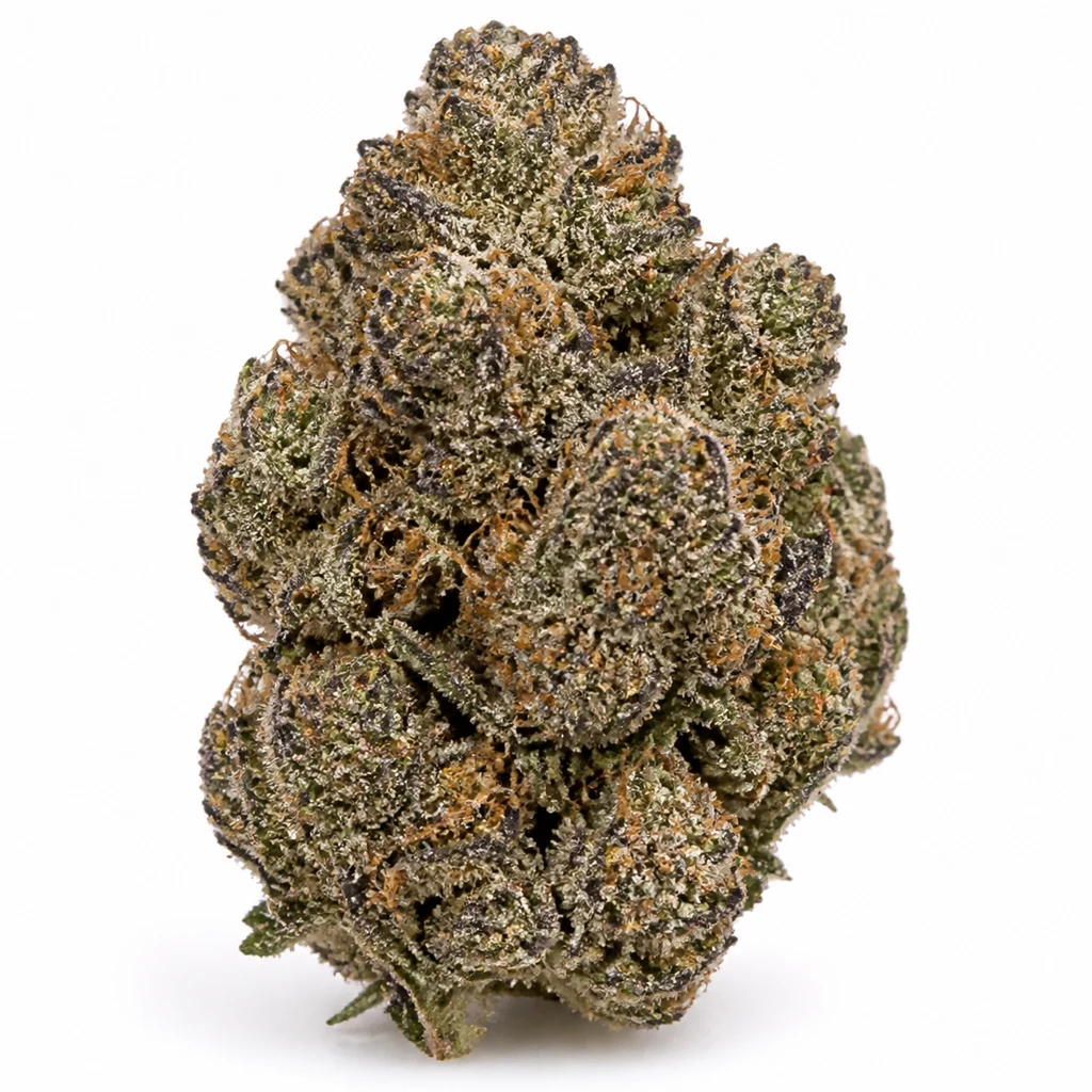 Ilustración de un cogollo alargado, verde y morado, con filamentos naranjas y cobertura blanquecina, para la ficha de Purple Punch Regular.