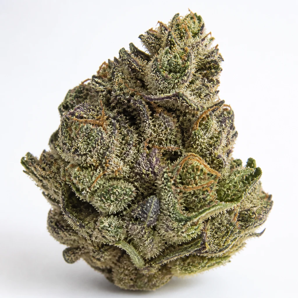 Ilustración de un cogollo para la ficha de Sundogz Humboldt Seeds Feminizada, con tonos verdes y morados y filamentos anaranjados.
