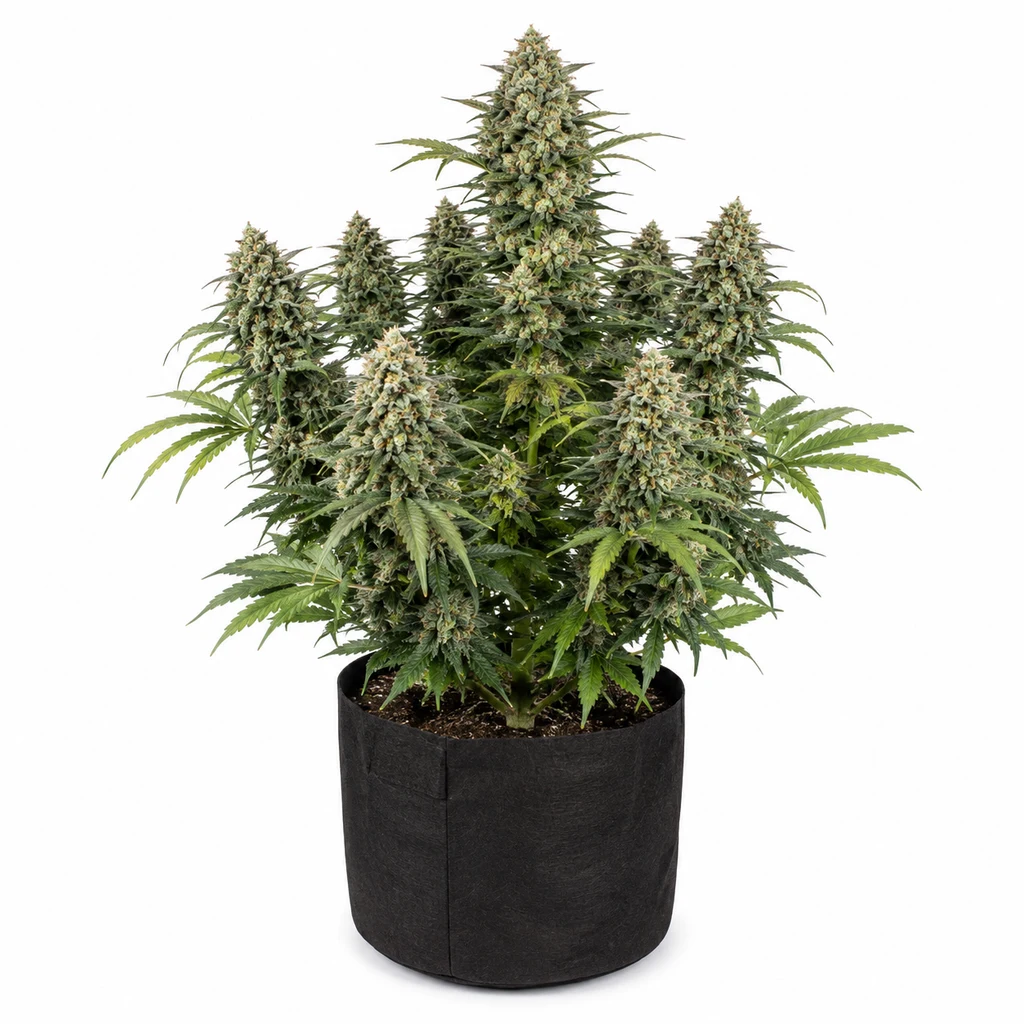 Ilustración de una planta de cannabis con cogollos voluminosos en maceta negra para la ficha de Auto Candy Bubatz XL – Dutch Passion.