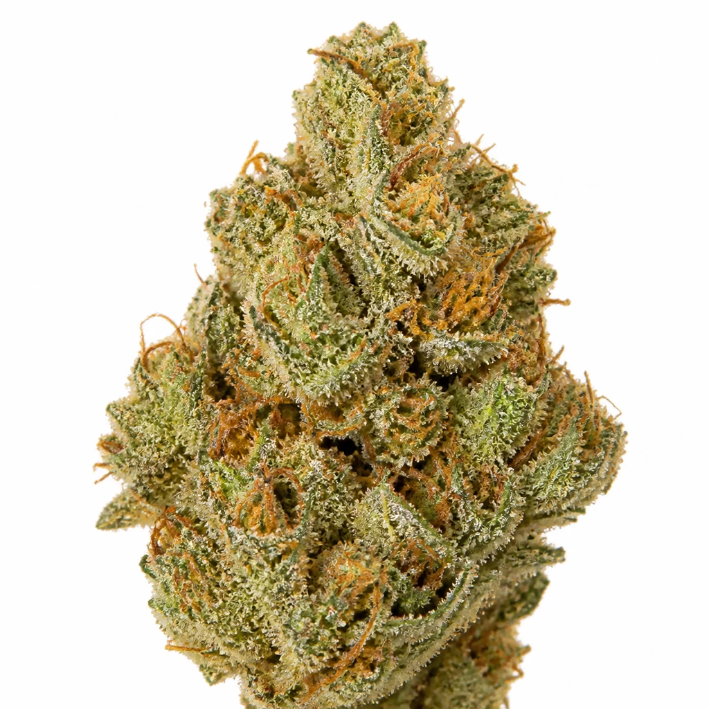 Ilustración de un cogollo verde con pistilos anaranjados y abundantes tricomas para la ficha de Goji Biker Feminizada de Karma Genetics.