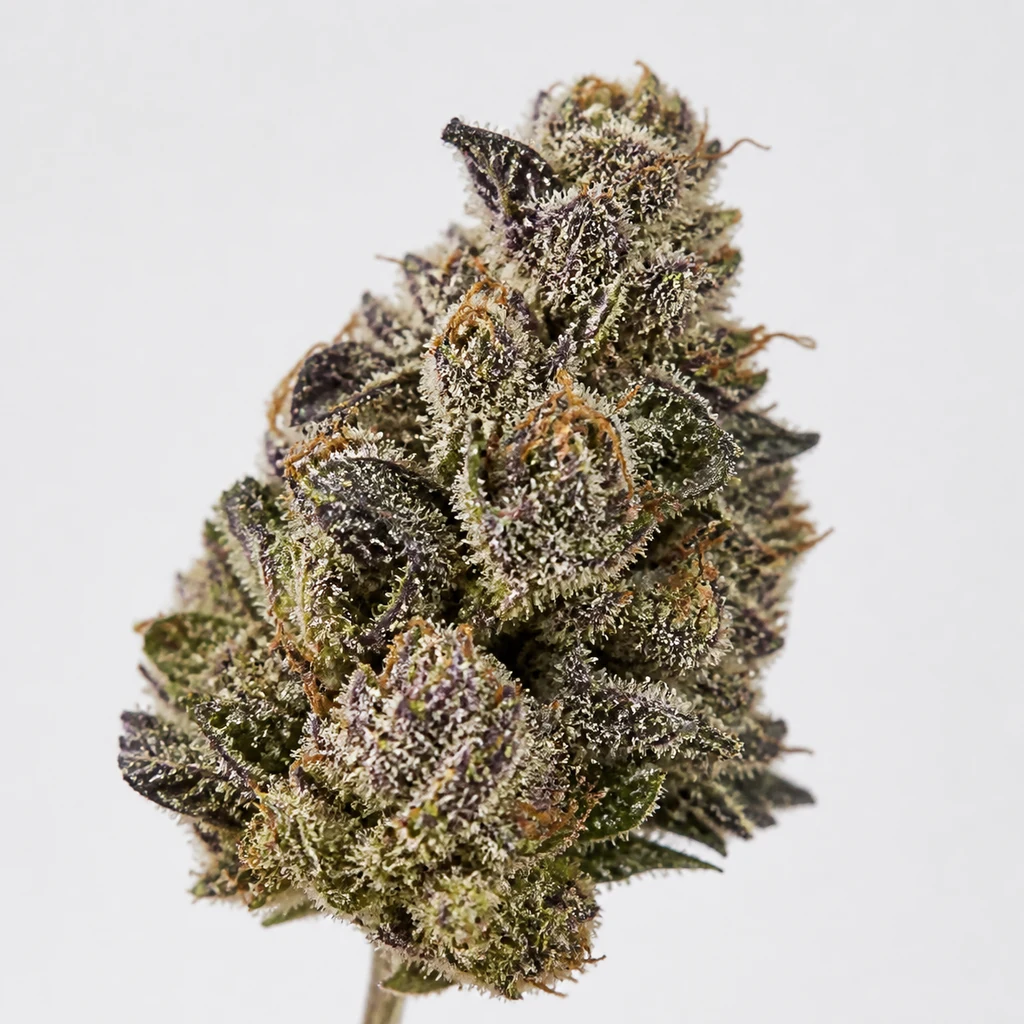 Ilustración de un cogollo con hojas moradas y verdes y pistilos anaranjados para la ficha de Runtz S1 Feminizada de Elev8 Seeds.