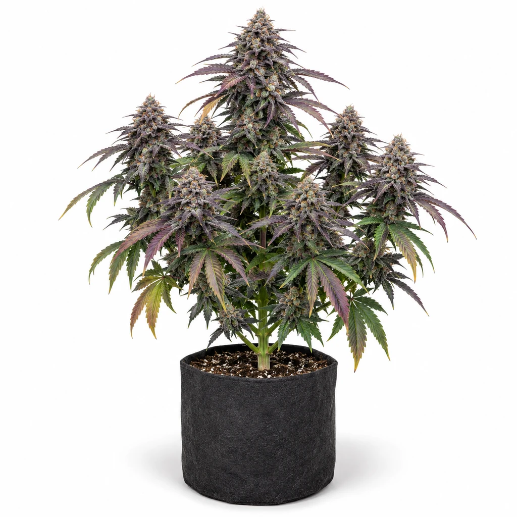 Ilustración de una planta de cannabis con cogollos y hojas verdes y moradas en maceta negra, para la ficha de Candy Breath Paradise Feminizada.