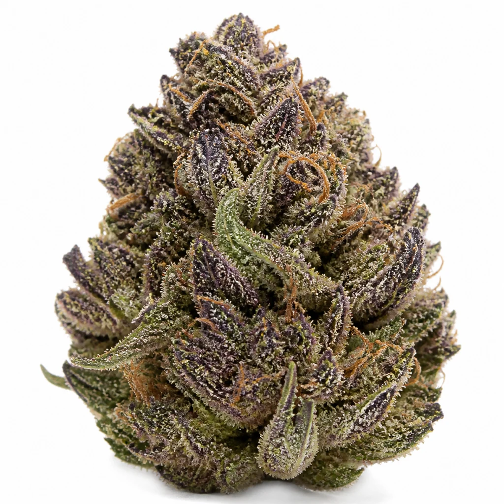 Ilustración de un cogollo para la ficha de Purpz Feminizada, con hojas verdes y moradas, pistilos naranjas y superficie blanquecina.