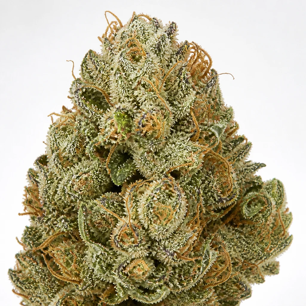 Ilustración de un cogollo compacto con abundantes tricomas claros y pistilos naranjas para la ficha de All Gas OG Auto de Humboldt Seed Company.