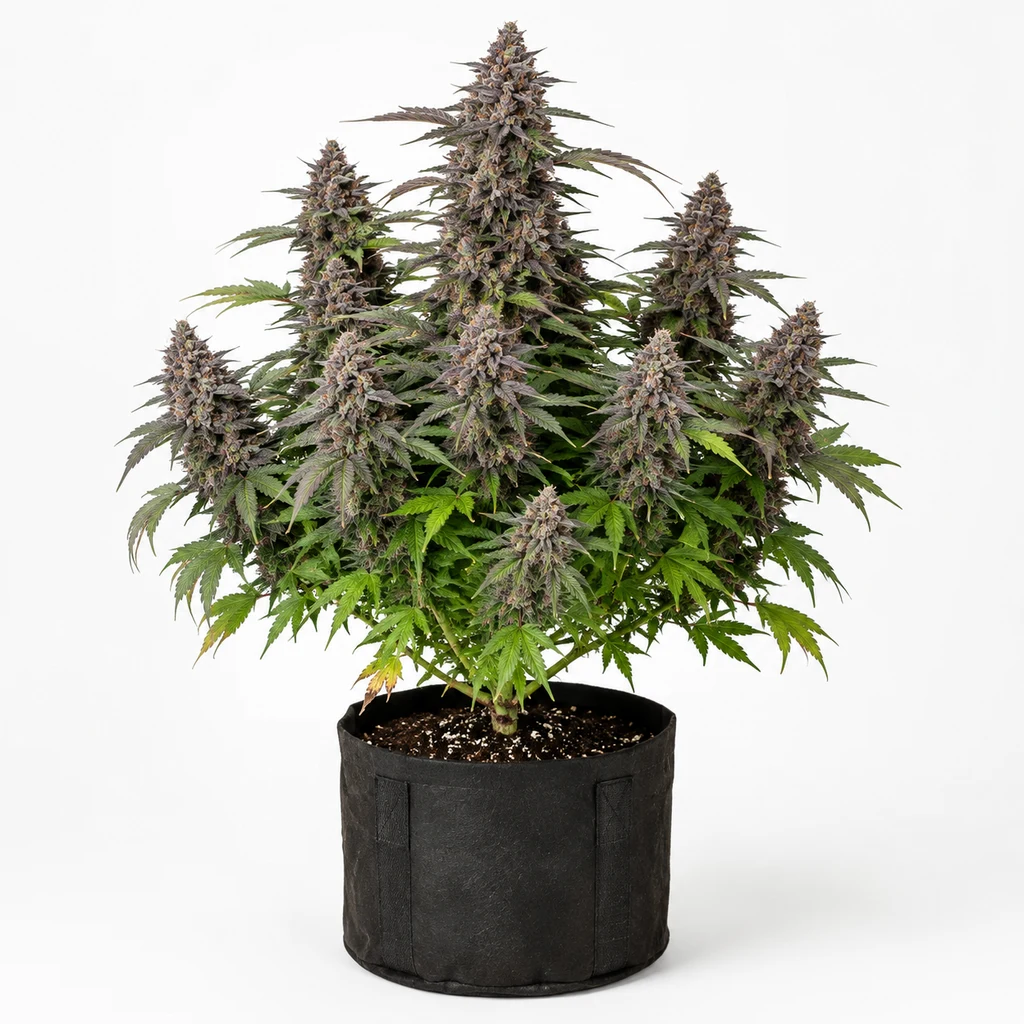 Ilustración de una planta de cannabis en floración para la ficha de Purple Kosher, con cogollos violáceos y maceta textil negra.