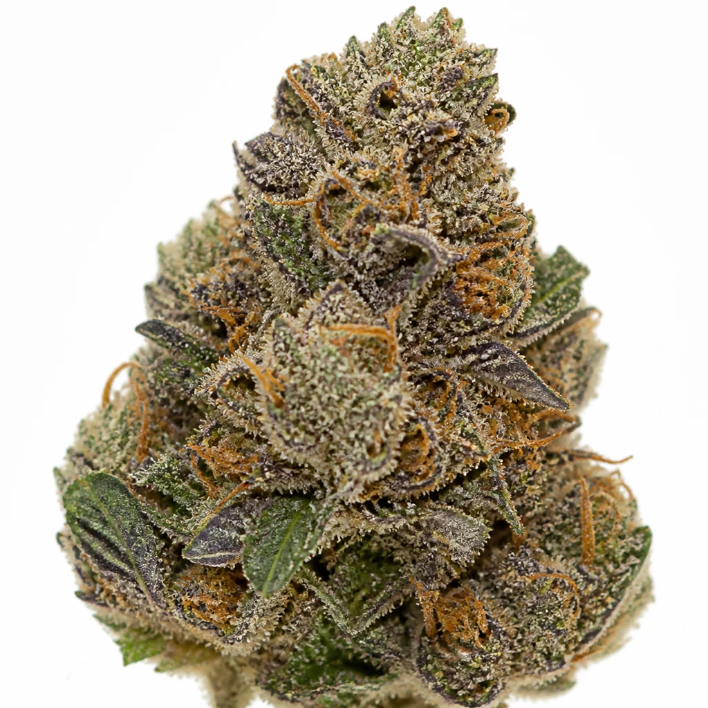 Ilustración de un cogollo con hojas verdes y moradas y filamentos anaranjados para la ficha de Forbidden Fruit x Spritzer Feminizada de Vision Seeds.