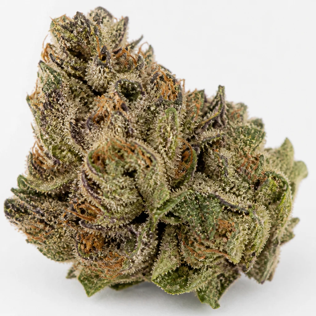 Ilustración de un cogollo con hojas verdes y moradas y filamentos anaranjados, para la ficha de Velvet Mist Feminizada de Paradise Seeds.