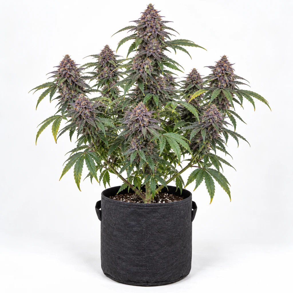 Ilustración de una planta de cannabis con flores moradas en maceta negra para la ficha de Velvet Mist Feminizada de Paradise Seeds.