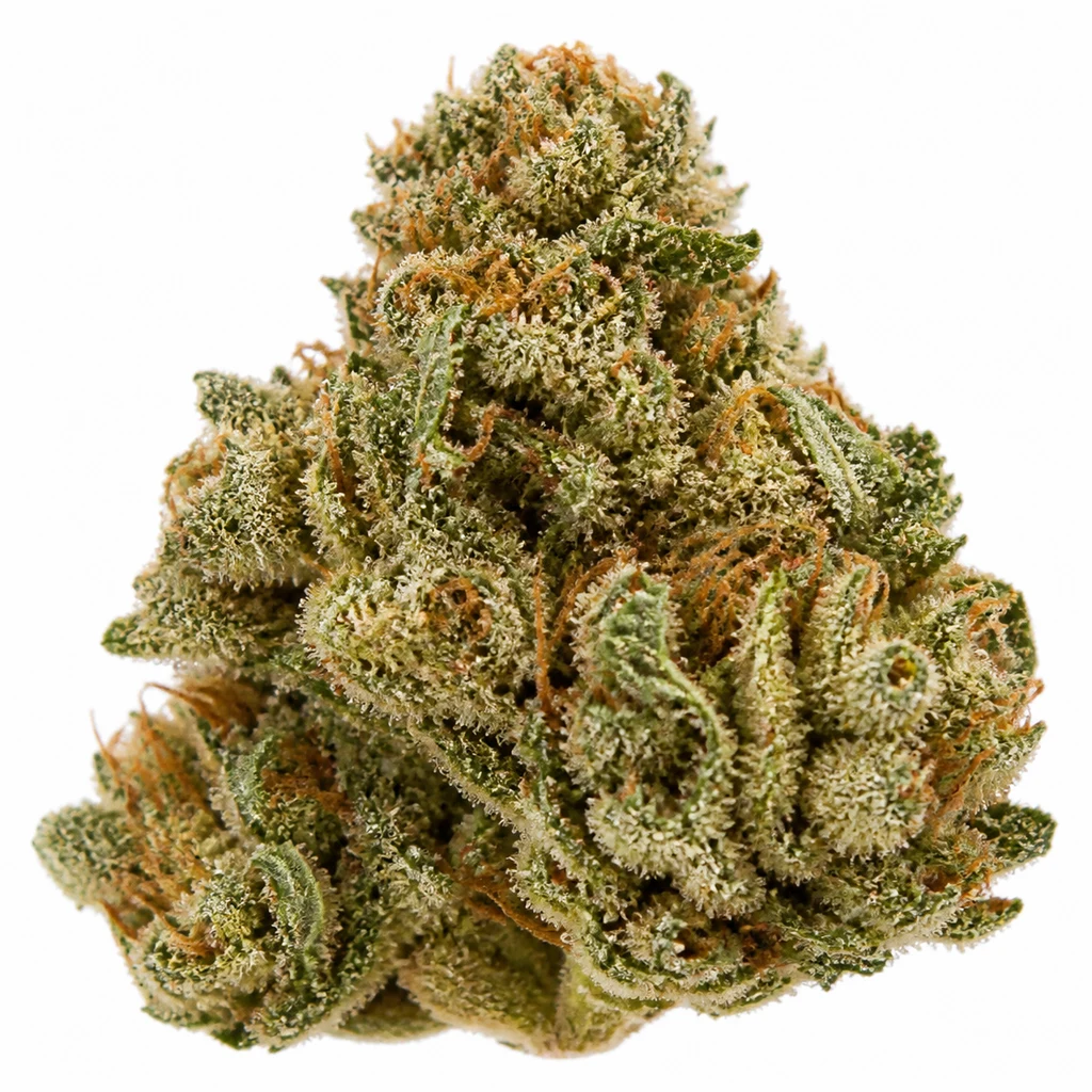 Ilustración de un cogollo verde con filamentos anaranjados y superficie blanquecina para la ficha de Sour OG Regular de Mamiko Seeds.