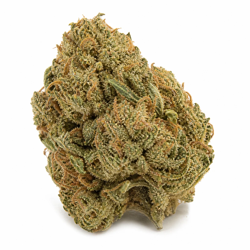 Ilustración de un cogollo verde oliva con filamentos anaranjados y superficie granulada clara para la ficha de Master Kush Regular.