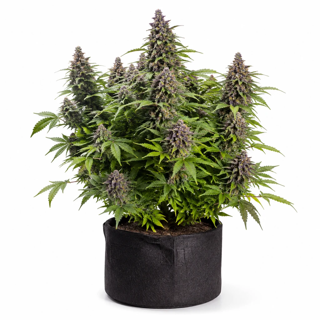 Ilustración de una planta para la ficha de Purplenade XXL Auto, con flores violáceas, follaje verde y maceta negra sobre fondo blanco.