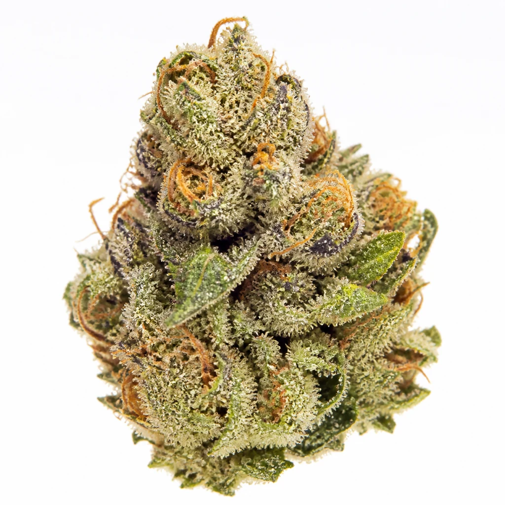 Ilustración de un cogollo con hojas verdes y moradas y filamentos naranjas para la ficha de Auto Lemon Cherry Gelato de 00 Seeds.