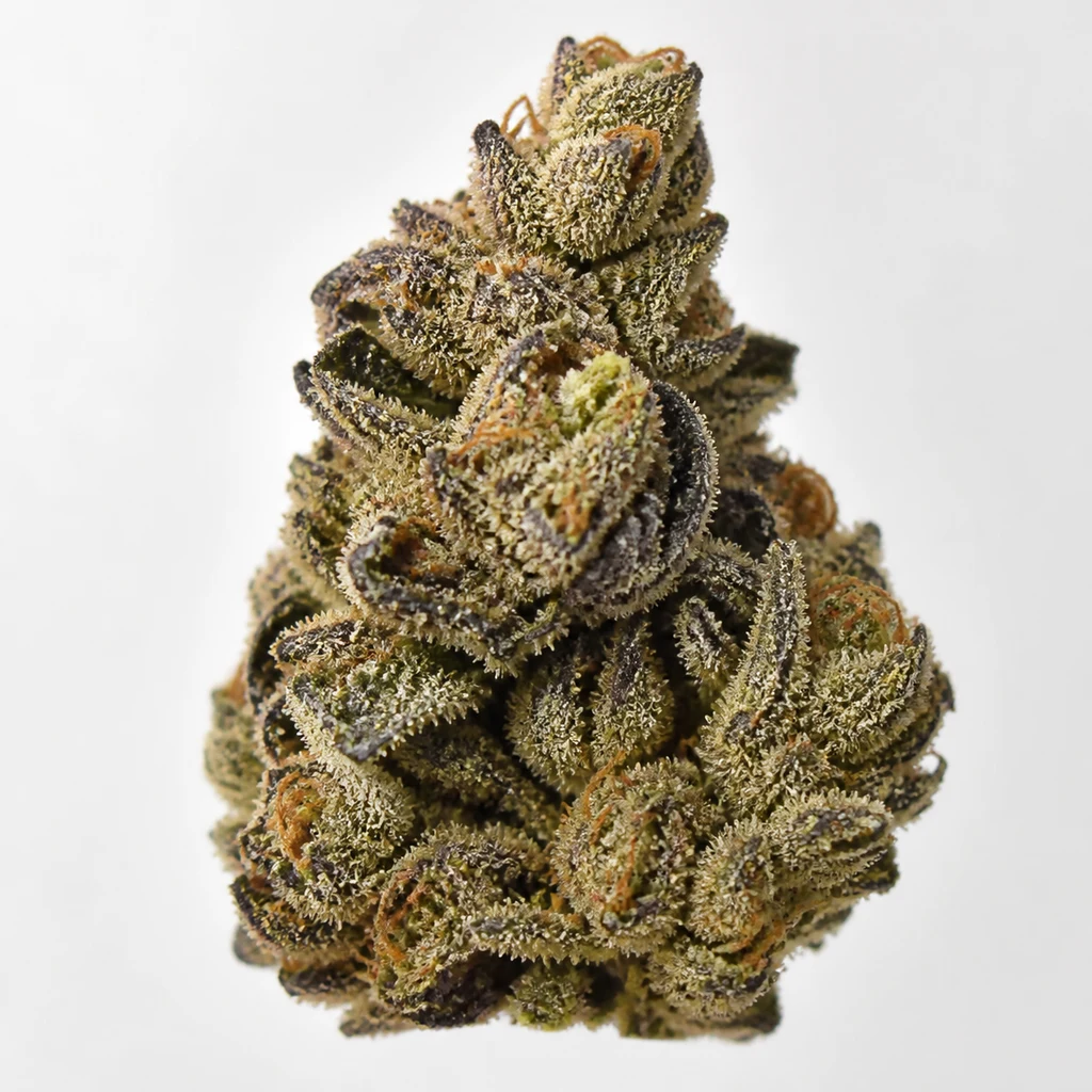 Ilustración de un cogollo con hojas verdes y moradas y filamentos naranjas para la ficha de Kush Mintz x Zkittlez Regular.