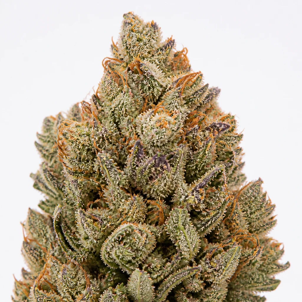 Ilustración de un cogollo alargado con hojas verdes y moradas y pistilos naranjas para la ficha de Stinky Dog x Zkittles Feminizada de Tramuntana Seeds.