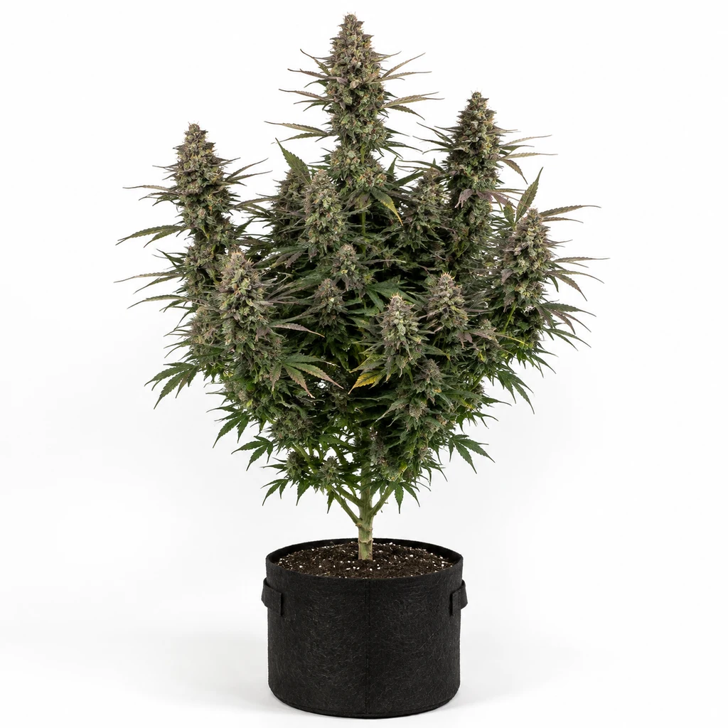 Ilustración de una planta en floración en maceta negra, con abundantes ramas floridas, para la ficha de Trop Cherry Hash Regular de Bask Triangle Farms.