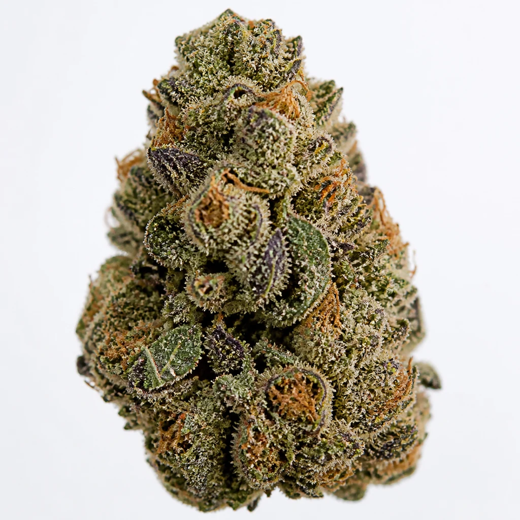 Ilustración de un cogollo para la ficha de Purple Punch Feminizada, con hojas verdes y moradas y filamentos anaranjados sobre fondo blanco.