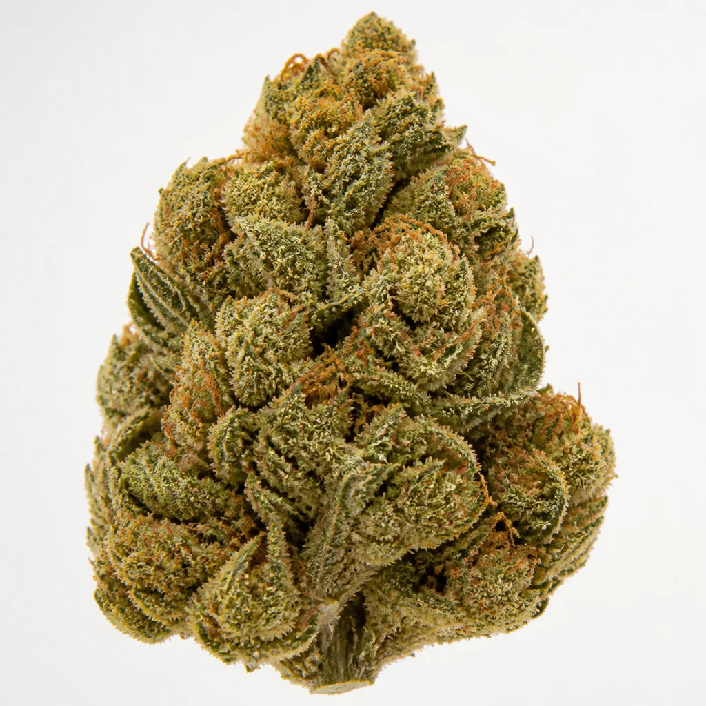 Ilustración de un cogollo verde con filamentos anaranjados y textura resinosa para la ficha de Khalifa Kush Feminizada, sobre fondo blanco.
