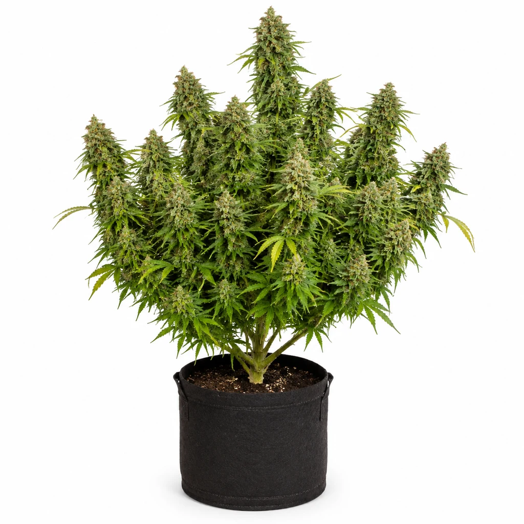 Ilustración de una planta con numerosos cogollos en maceta negra para la ficha de Auto Pineapple Chem de Humboldt Seeds.