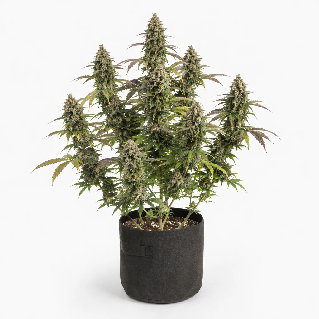 Ilustración de una planta en floración para la ficha de Runtz x Sour Face Feminizada, con varias ramas floridas en maceta negra sobre fondo blanco.
