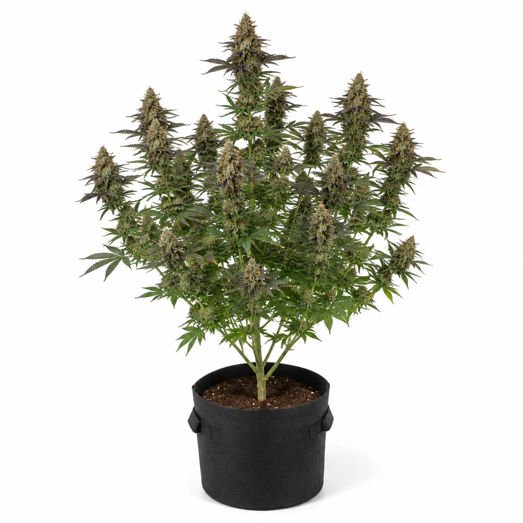 Ilustración de una planta de cannabis en floración, en maceta negra sobre fondo blanco, para la ficha de Savage Cherries Feminizada.