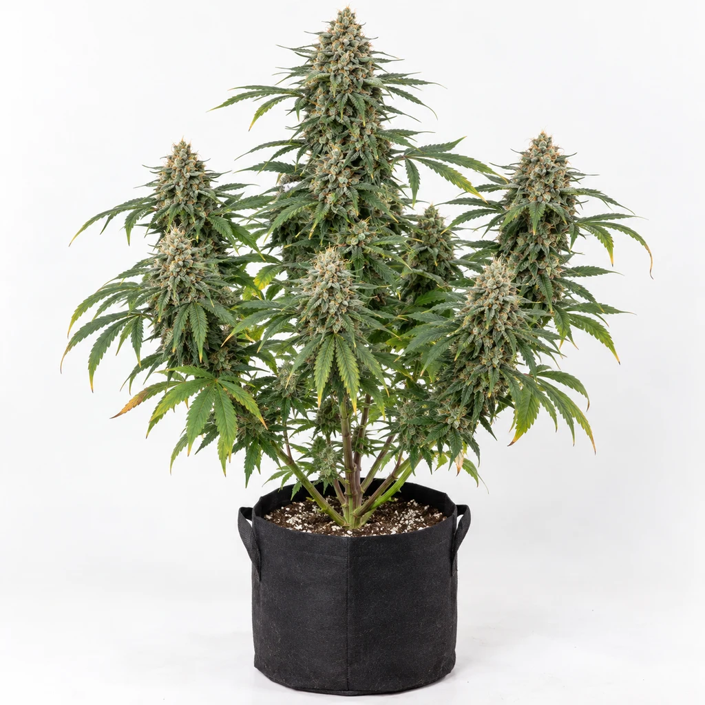 Ilustración de una planta de cannabis en floración para la ficha de Jack Diesel CBD Feminizada, en maceta textil negra sobre fondo blanco.