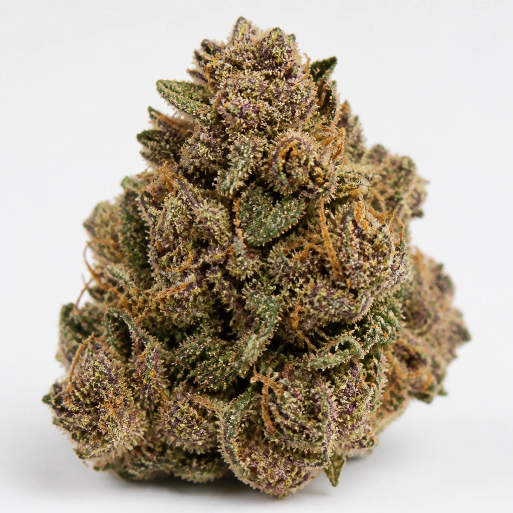 Ilustración de un cogollo para la ficha de Mendocino Purple Kush, con tonos verdes y morados, filamentos anaranjados y superficie granulada.