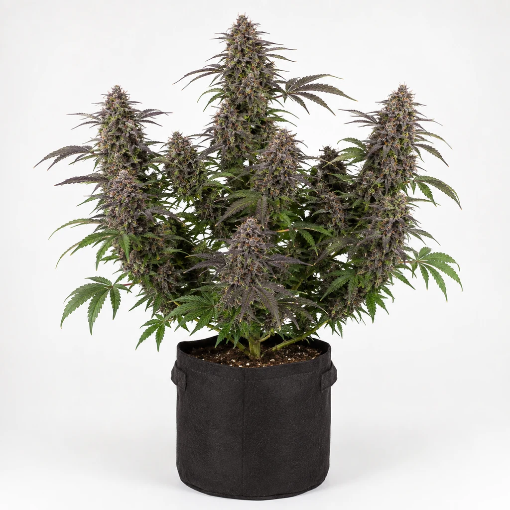 Ilustración de una planta en floración para la ficha de Mendocino Purple Kush Feminizada, con cogollos alargados y maceta negra sobre fondo blanco.