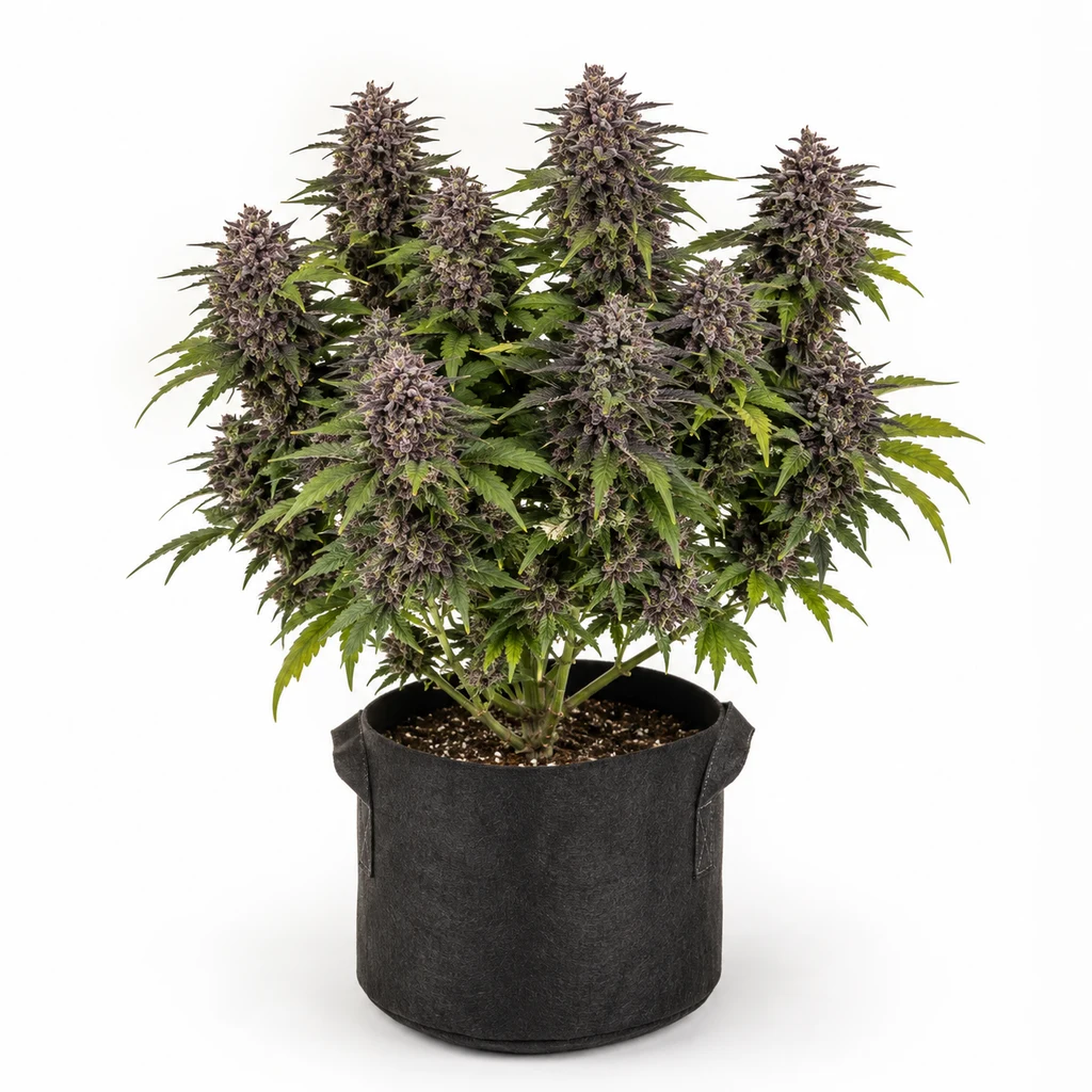 Ilustración de una planta con flores moradas en maceta textil negra para la ficha de Purple Urkle x Blue Pyramid Feminizada.