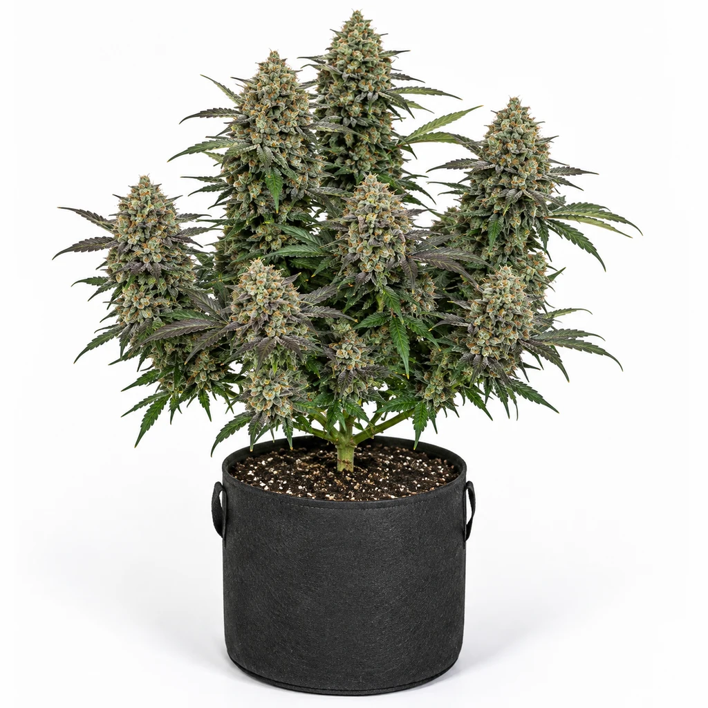 Ilustración de una planta de cannabis con abundantes cogollos y hojas oscuras en maceta negra, para la ficha de Frosted Guava Feminizada.