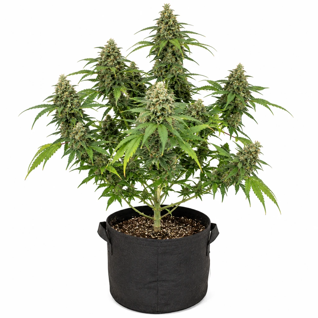 Ilustración de una planta de cannabis con cogollos y hojas verdes en maceta negra para la ficha de Jungle Lava Feminizada.