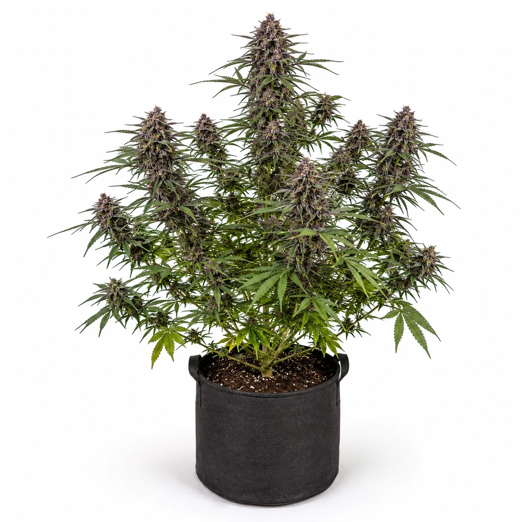 Ilustración de una planta ramificada con cogollos de tonos morados en maceta negra para la ficha de Purple Haze Feminizada.