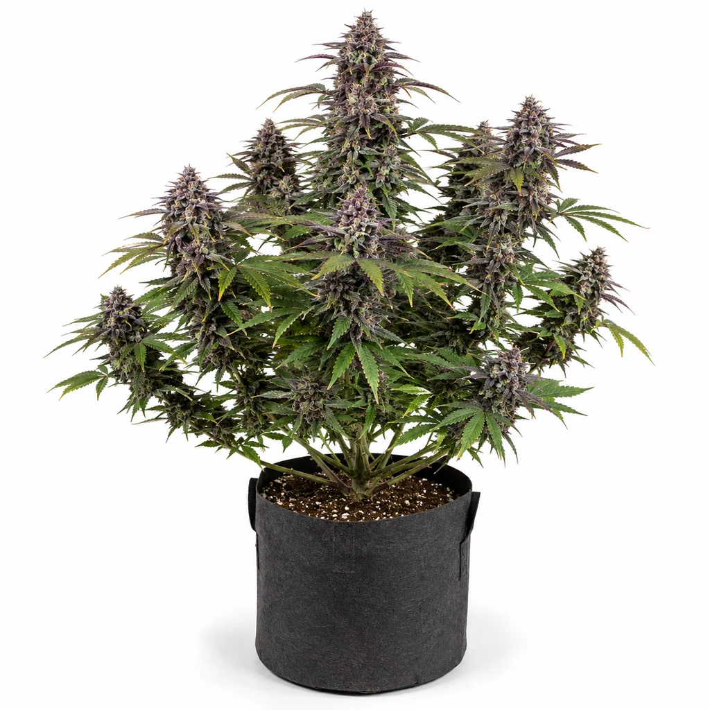 Ilustración de una planta con cogollos de tonos violetas y hojas verdes en maceta oscura para la ficha de Violet Kush Feminizada.