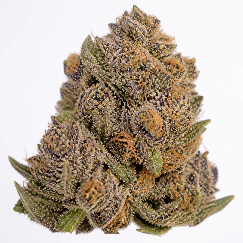 Ilustración de un cogollo con tonos morados y verdes y filamentos anaranjados para la ficha de Blackberry Moonrocks Feminizada.