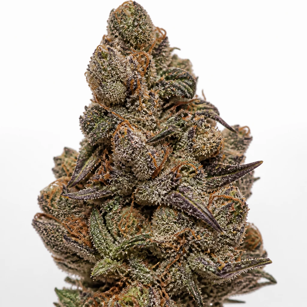 Ilustración de un cogollo para la ficha de Purple Boost Highness, con hojas verdes y moradas, filamentos anaranjados y abundantes tricomas.
