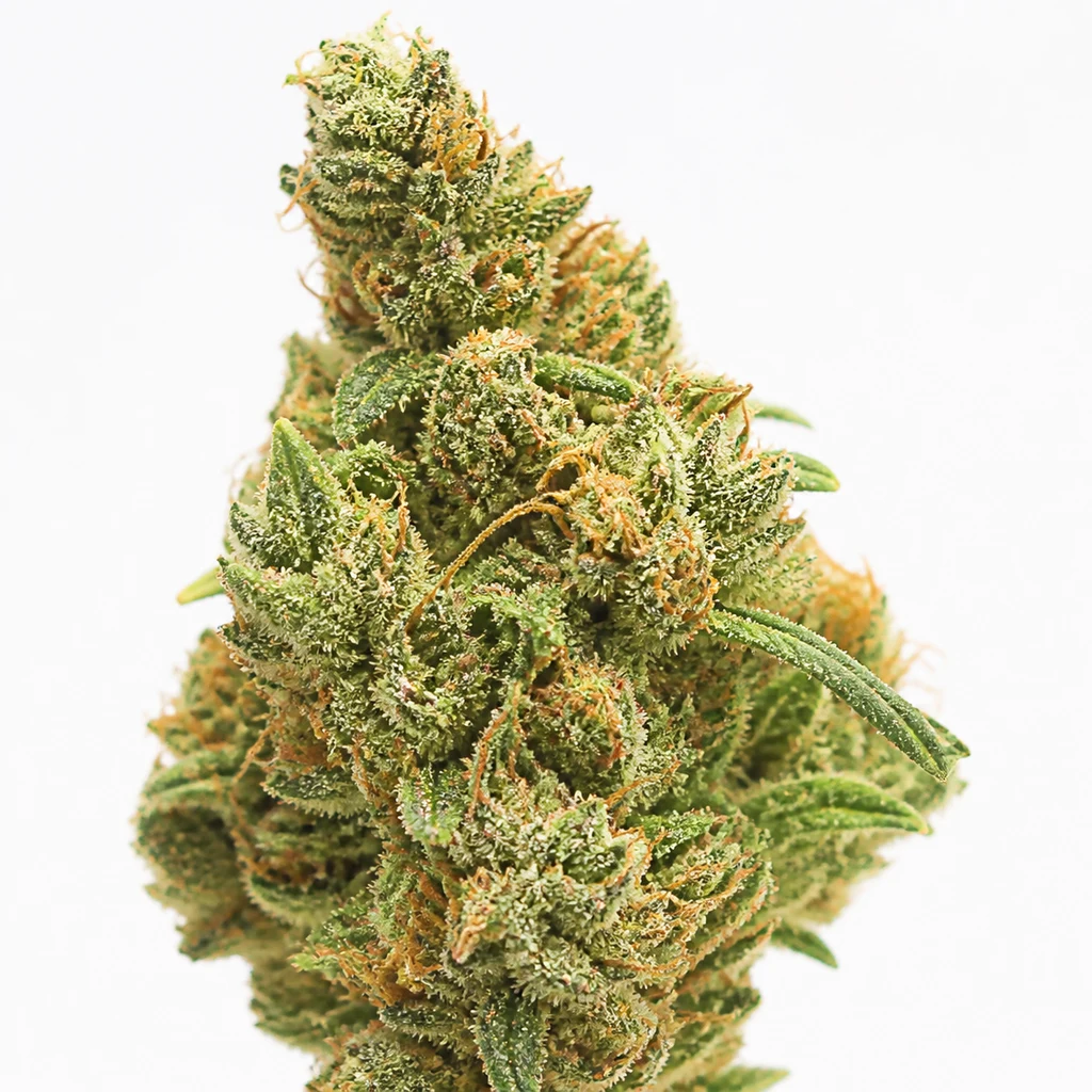 Ilustración de un cogollo verde con pistilos anaranjados y superficie resinosa para la ficha de Kryptonite Feminizada de Pyramid Seeds.