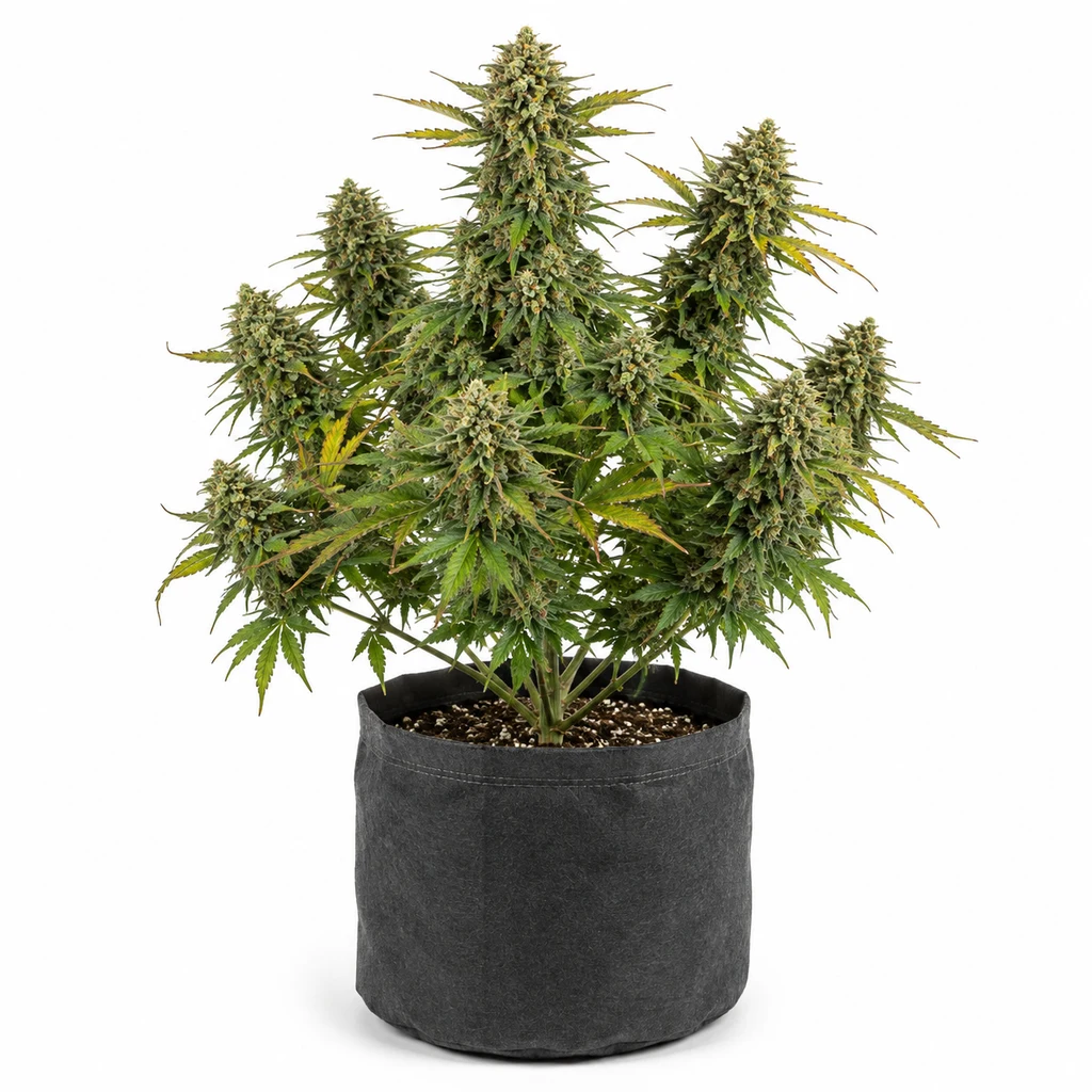 Ilustración de una planta de cannabis con varias ramas floridas en una maceta textil gris para la ficha de Skunk Auto de Strain Hunters.