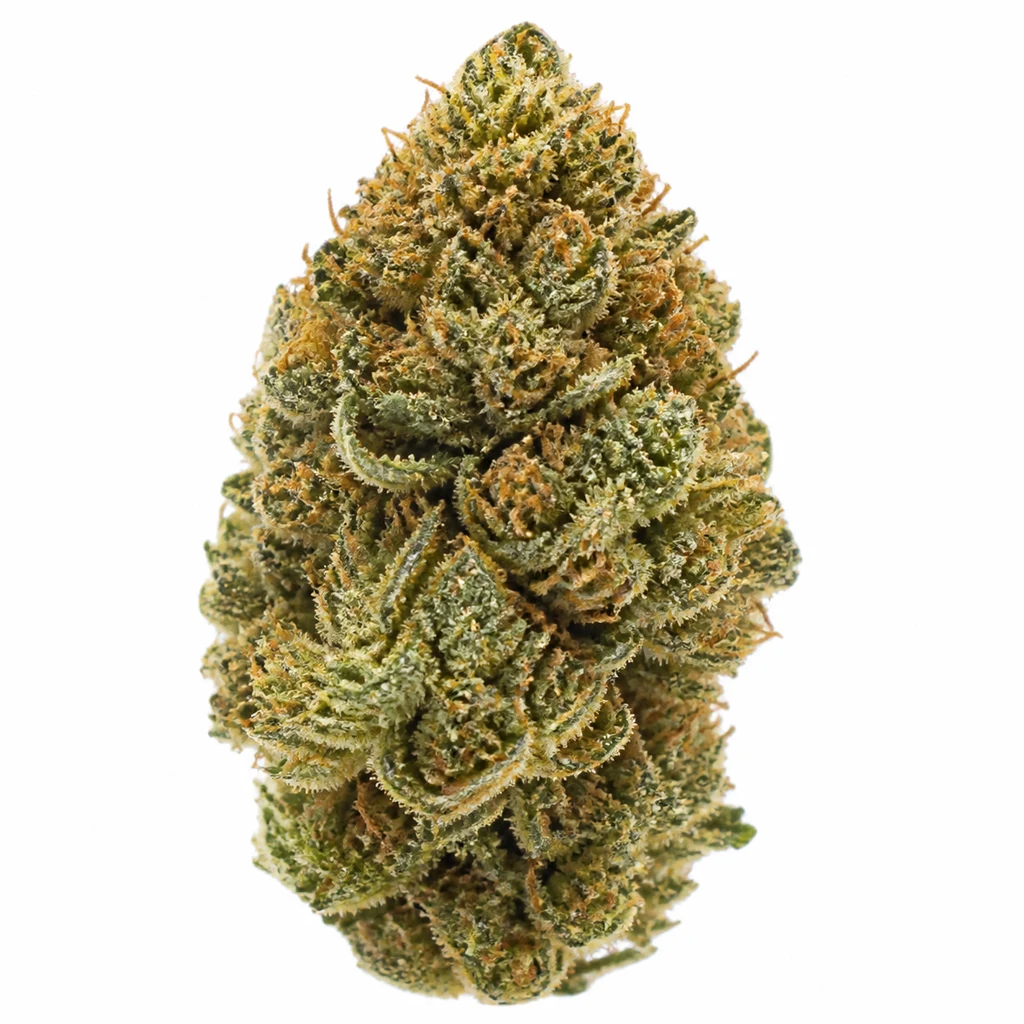 Ilustración de un cogollo compacto verde con filamentos anaranjados sobre fondo blanco para la ficha de Northern Lights x Big Bud Auto. Ilustración de un cogollo compacto verde con filamentos anaranjados sobre fondo blanco para la ficha de Northern Lights x Big Bud Auto.