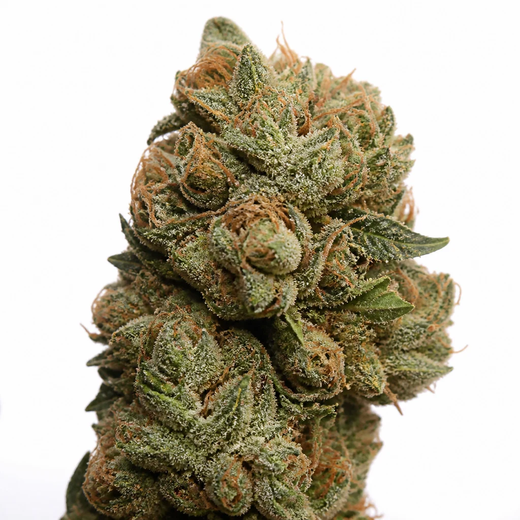 Ilustración de un cogollo para la ficha de Special Skunk Auto, con hojas verdes puntiagudas y filamentos naranjas sobre fondo blanco.