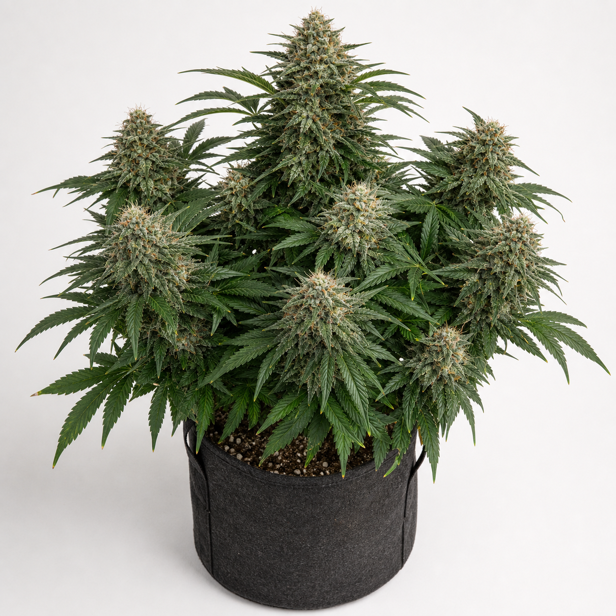 Ilustración de una planta de cannabis con flores densas en maceta negra para la ficha de Kryptonite Auto de Pyramid Seeds.